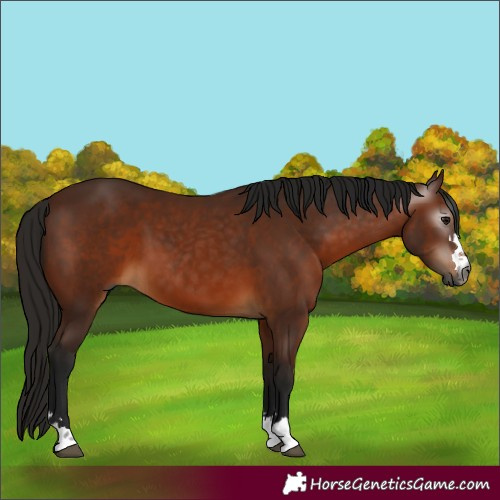 Horse Color:Gray Bay