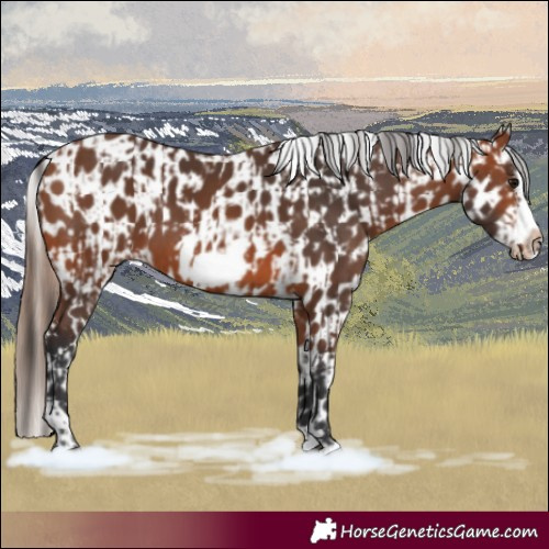 Horse Color:Bay Splash Frame and Bay Splash Frame Appaloosa
