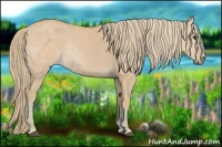 Horse Color:Watercolor Red Dun 