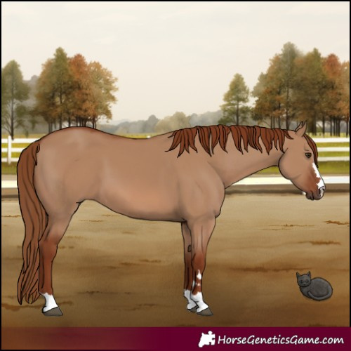 Horse Color:Red Dun 
