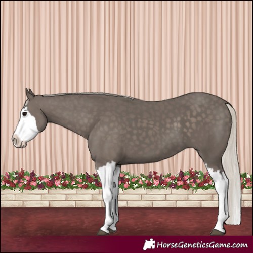 Horse Color:Silver Black Splash 