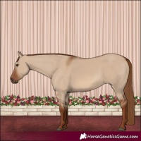 Horse Color:Red Dun 