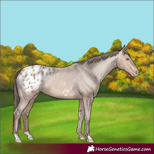 Horse Color:Amber Champagne Appaloosa 
