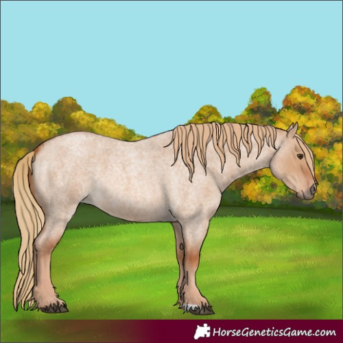 Horse Color:Red Dun Roan