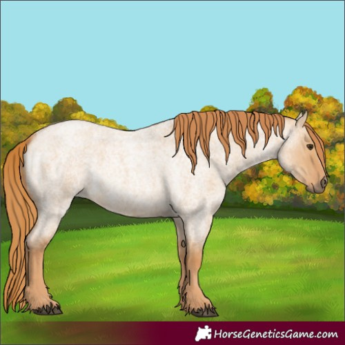 Horse Color:Red Dun Roan