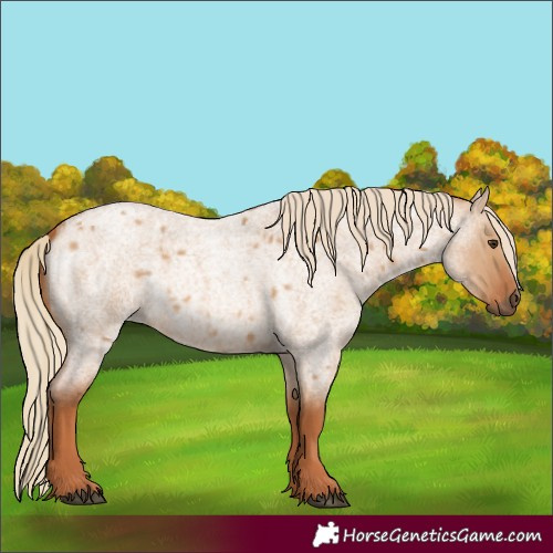 Horse Color:Red Dun Roan 