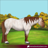 Horse Color:Red Dun Roan