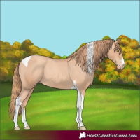 Horse Color:Gold Champagne Tobiano Varnish