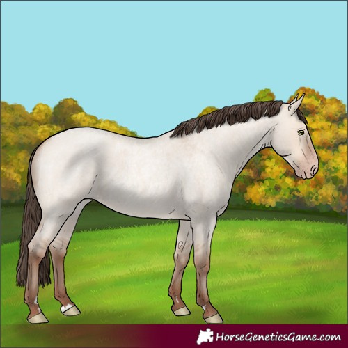 Horse Color:Amber Champagne Roan Dun 