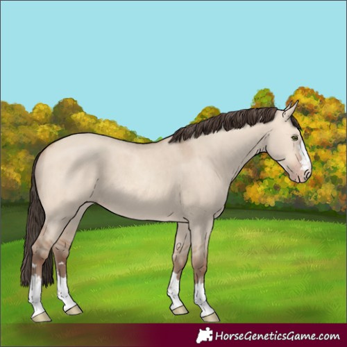 Horse Color:Amber Champagne Dun 