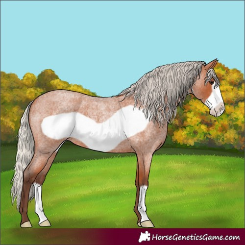 Horse Color:Silver Bay Roan Frame 