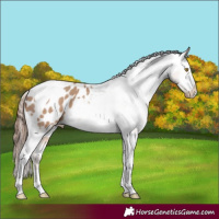 Horse Color:Amber Champagne Tobiano Blanket 