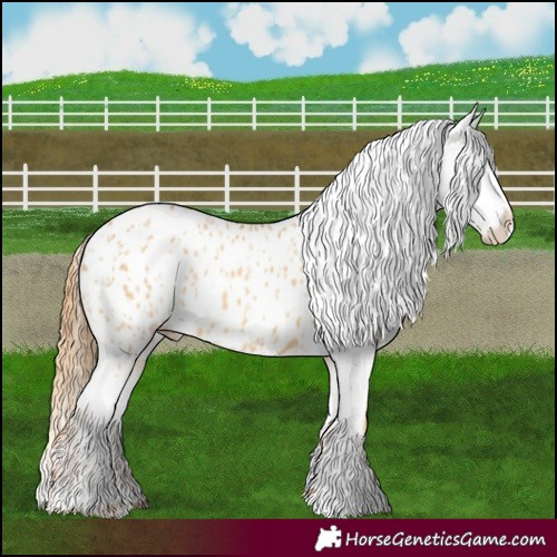 Horse Color:Red Dun Appaloosa  and Red Dun Appaloosa 