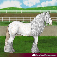 Horse Color:Red Dun Appaloosa and Red Dun Appaloosa