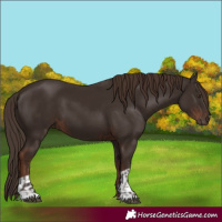 Horse Color:Liver Chestnut  and Liver Chestnut 