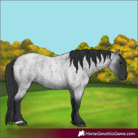 Horse Color:Blue Roan 