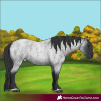 Horse Color:Blue Roan