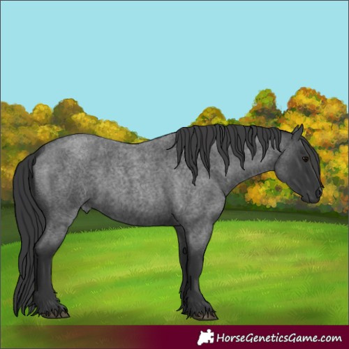 Horse Color:Blue Roan 
