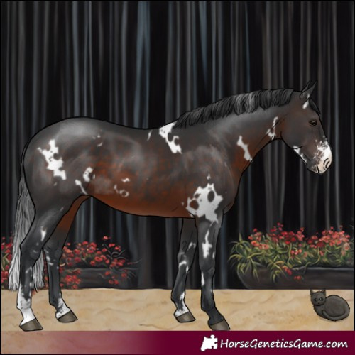 Horse Color:White Spotted Brown Sabino
