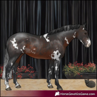 Horse Color:White Spotted Brown Sabino