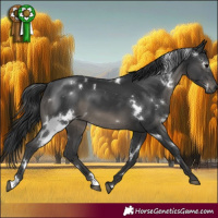 Horse Color:White Spotted Black