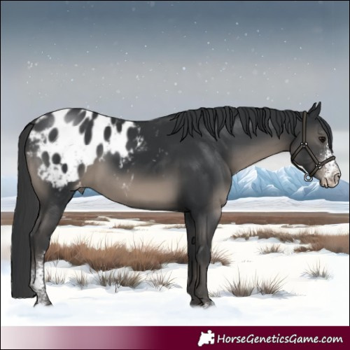 Horse Color:Black Sabino Appaloosa 