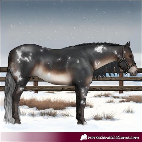 Horse Color:White Spotted Brown 