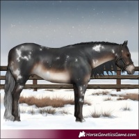 Horse Color:White Spotted Brown