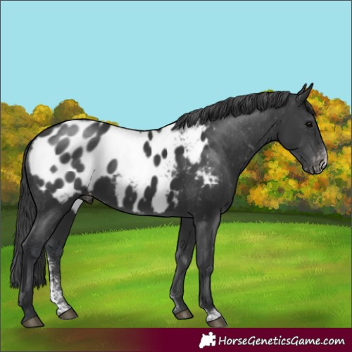 Horse Color:Black Sabino Blanket Rabicano 
