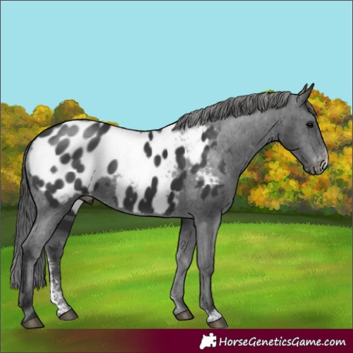 Horse Color:Black Sabino Appaloosa Rabicano 
