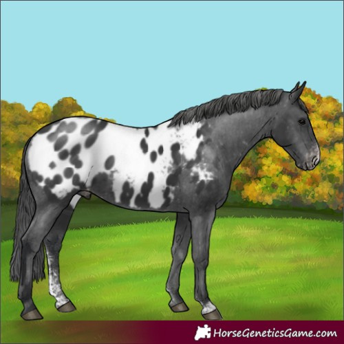 Horse Color:Black Sabino Appaloosa Rabicano 