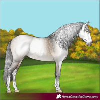 Horse Color:Gray Buckskin Dun Sabino