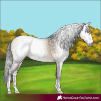 Horse Color:Gray Buckskin Dun Sabino