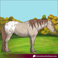 Horse Color:Classic Champagne Dun Appaloosa 