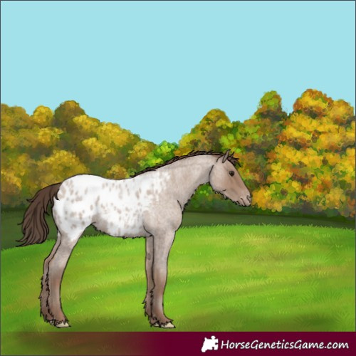 Horse Color:Classic Champagne Roan Appaloosa 