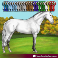 Horse Color:Gray White Spotted Brown Roan Mushroom Snowcap 