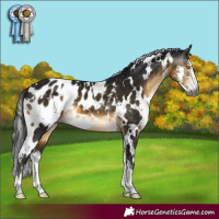 Horse Color:Gray White Spotted Buckskin Mushroom Sabino Appaloosa 