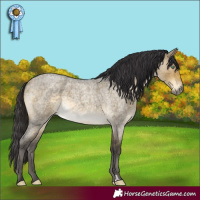 Horse Color:Buckskin Roan Dun Mushroom 