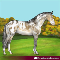 Horse Color:White Spotted Buckskin Dun Mushroom Sabino Appaloosa Brindle