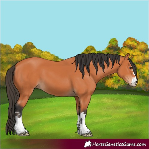 Horse Color:Bay 