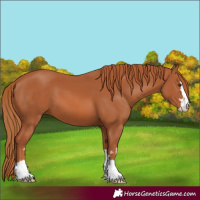 Horse Color:Chestnut 