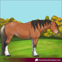 Horse Color:White Spotted Bay 