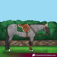 Horse Color:Smoky Blue Roan 