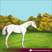 Horse Color:Gold Cream Champagne Roan Pearl Dun Frame 