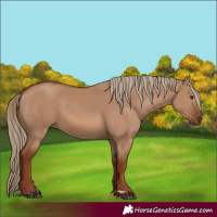 Horse Color:Red Dun 