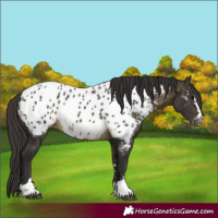 Horse Color:Buckskin Appaloosa 