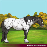 Horse Color:Buckskin Appaloosa