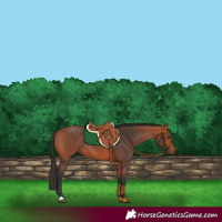 Horse Color:Bay 