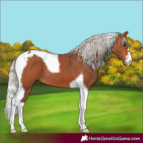 Horse Color:Silver Bay Tobiano 