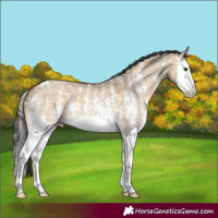 Horse Color:Bay Dun Sabino Splash